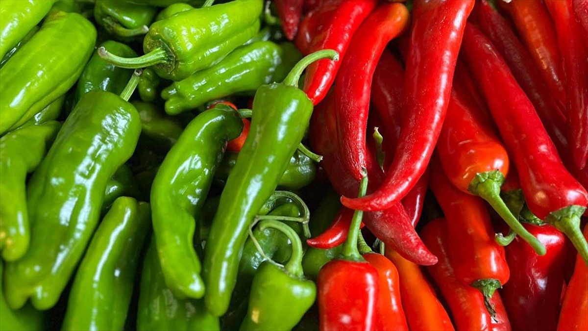 Batı Akdeniz’in ihracat şampiyonu biber oldu Batı Akdeniz’in ihracat şampiyonu biber oldu