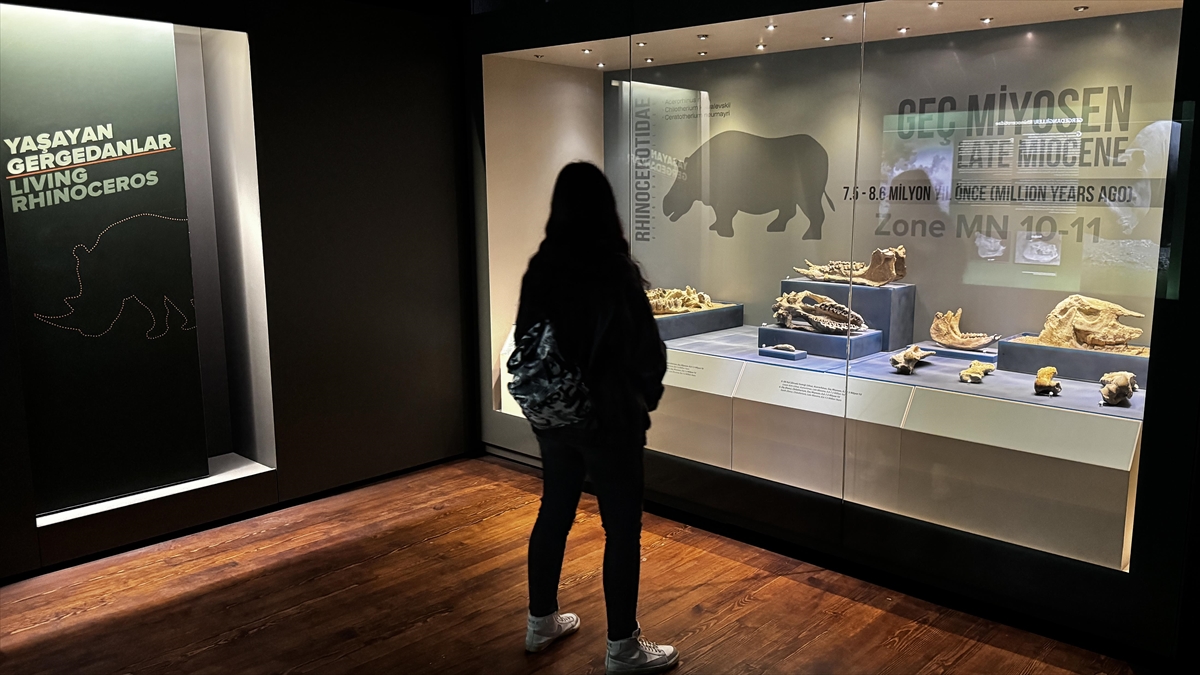 Çankırı Müzesi’ndeki milyon yıllık fosiller geçen yıl 39 bine yakın ziyaretçi çekti