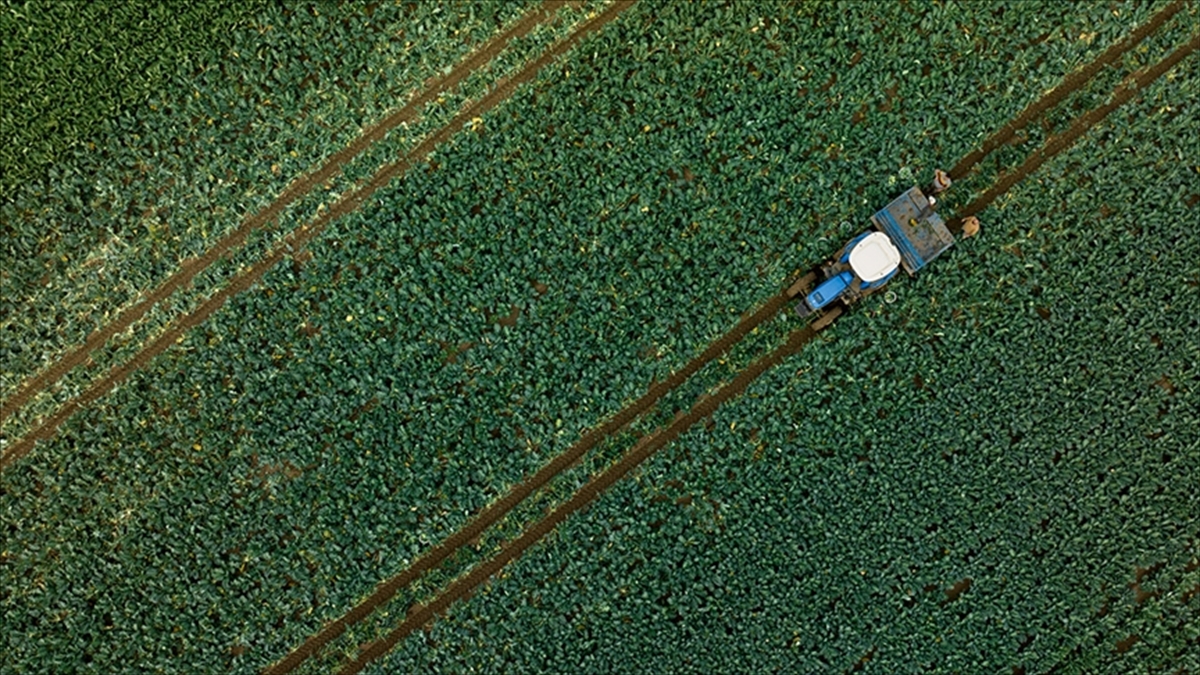 Çiftçilere 255,4 milyon lira tarımsal destekleme ödemesi bugün yapılacak