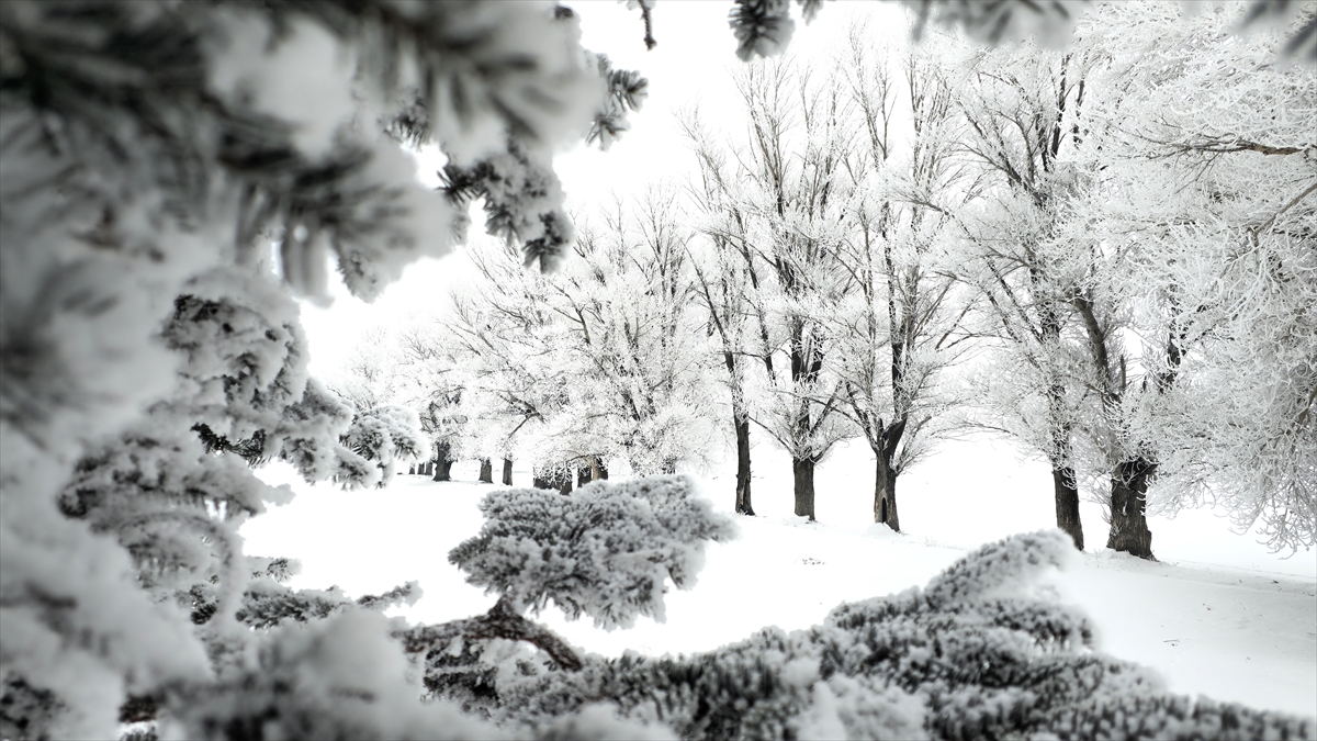 Erzurum, Ardahan ile Kars’ta sis ve soğuk hava etkili oluyor