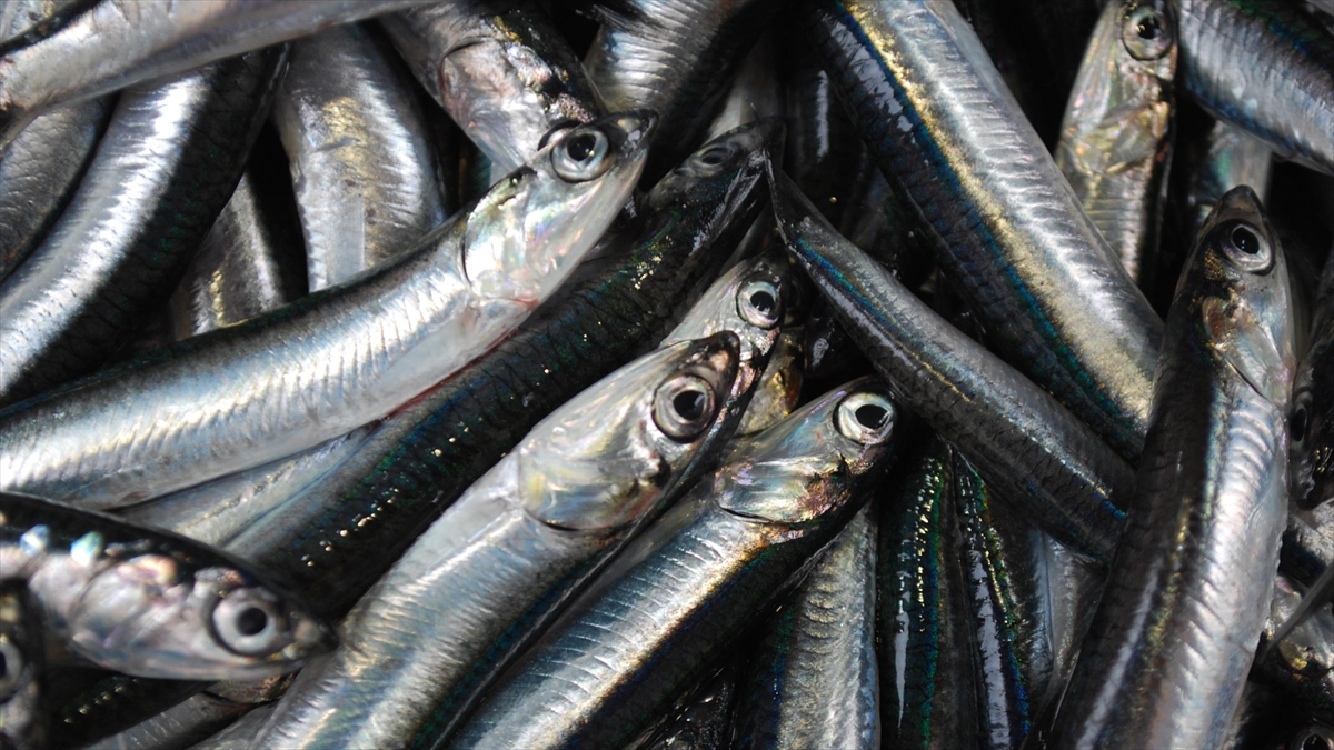 Hamsi ihracatından elde edilen gelir 2025’te yüzde 7 arttı