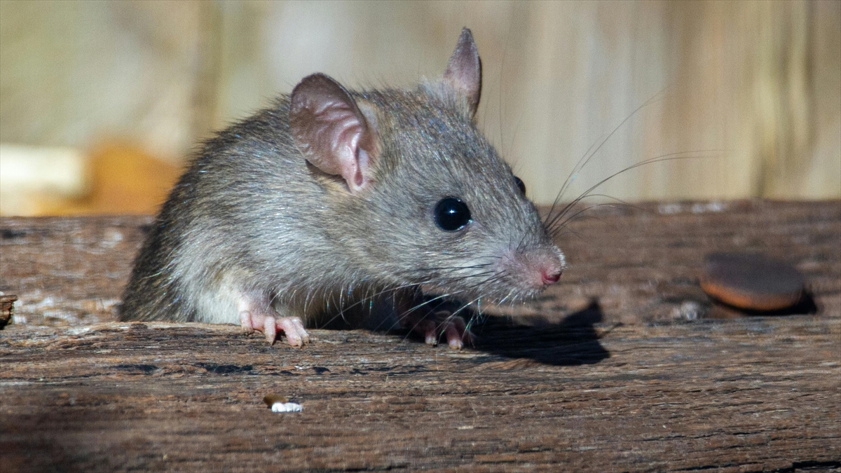 İspanya’da araştırmacılar farelerde pankreas kanserini tedavi etti İspanya’da araştırmacılar farelerde pankreas kanserini tedavi etti