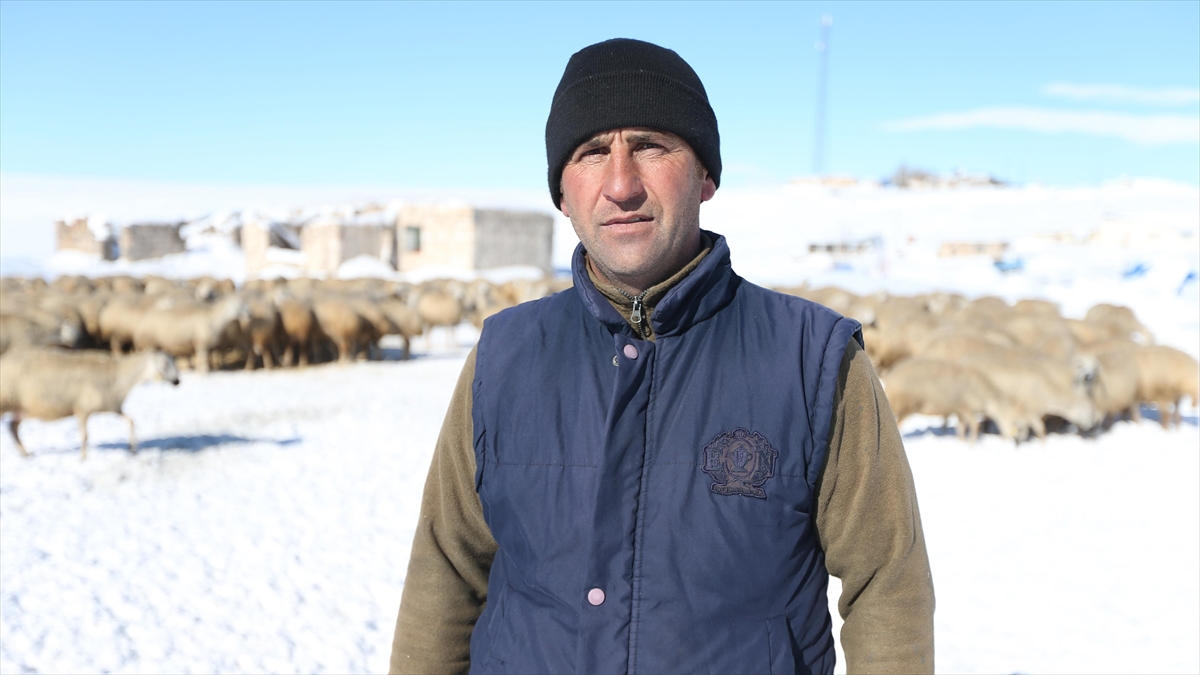 Kangal akkaraman ırkı koyun sürüsünü devlet desteğiyle 6 kat büyüttü