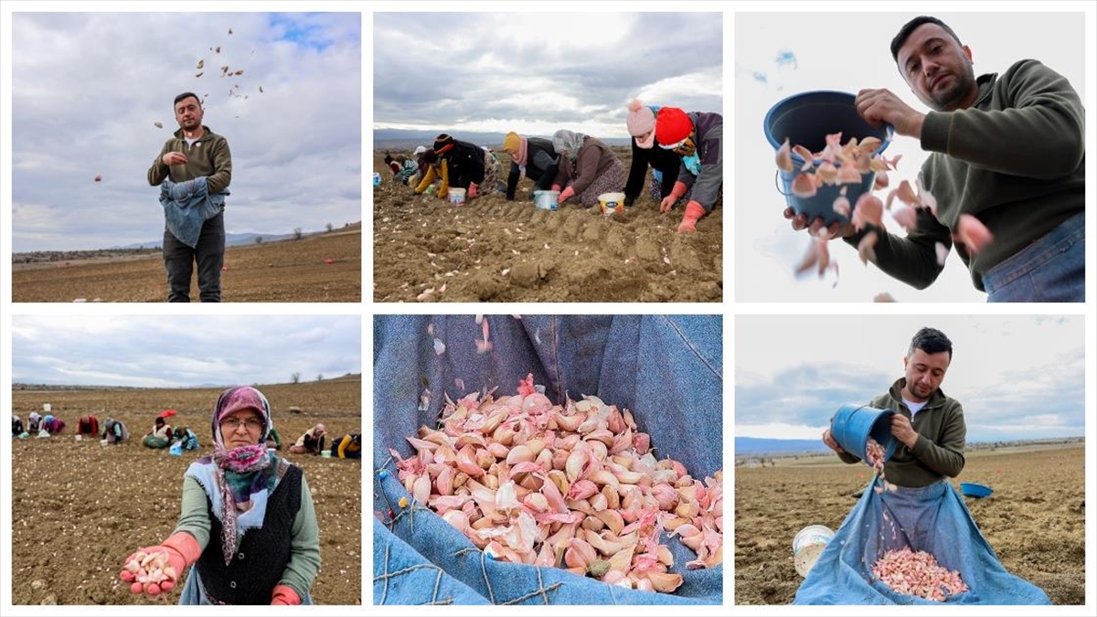 Kastamonu’da, Avrupa coğrafi işaretli Taşköprü sarımsağının dikimine başlandı