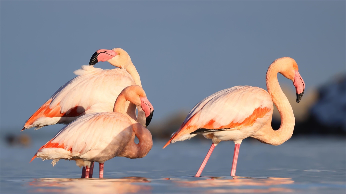 Kastamonu’da Ezine Çayı’na gelen flamingolar renkli görüntüler oluşturdu