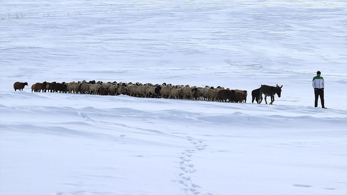Kışın zorlu geçtiği Ağrı’da hayvanların bakımı da güçlükle yapılıyor