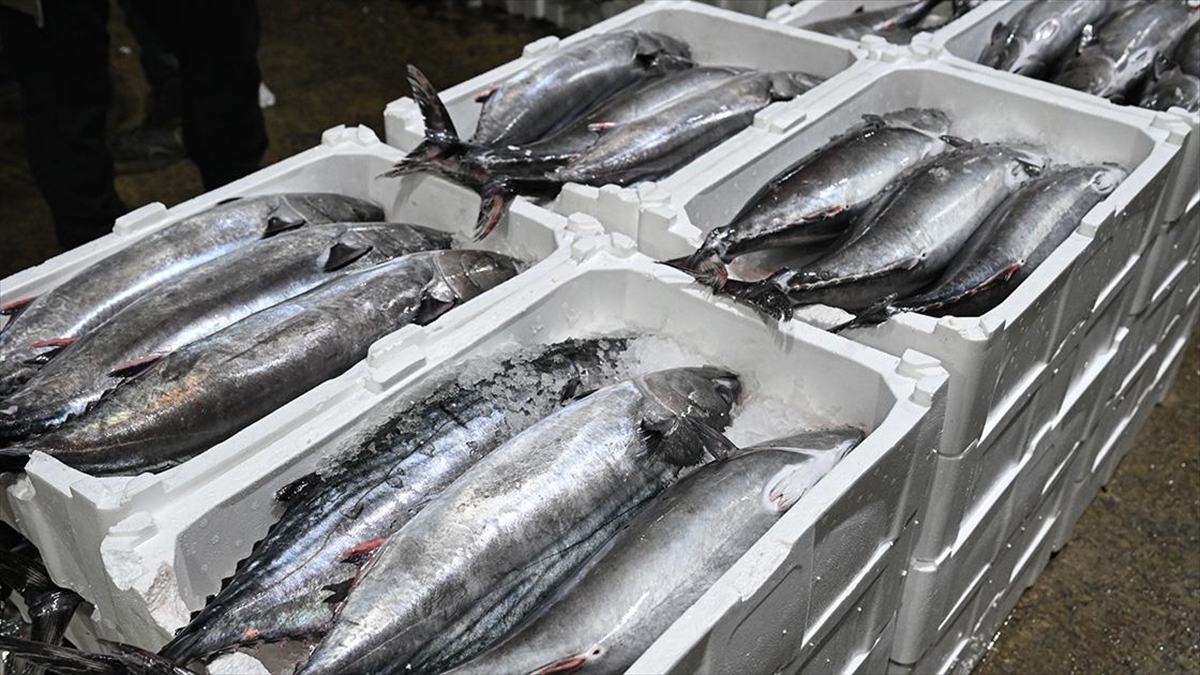 Marmara Denizi’nde torik bolluğu yaşanıyor Marmara Denizi’nde torik bolluğu yaşanıyor