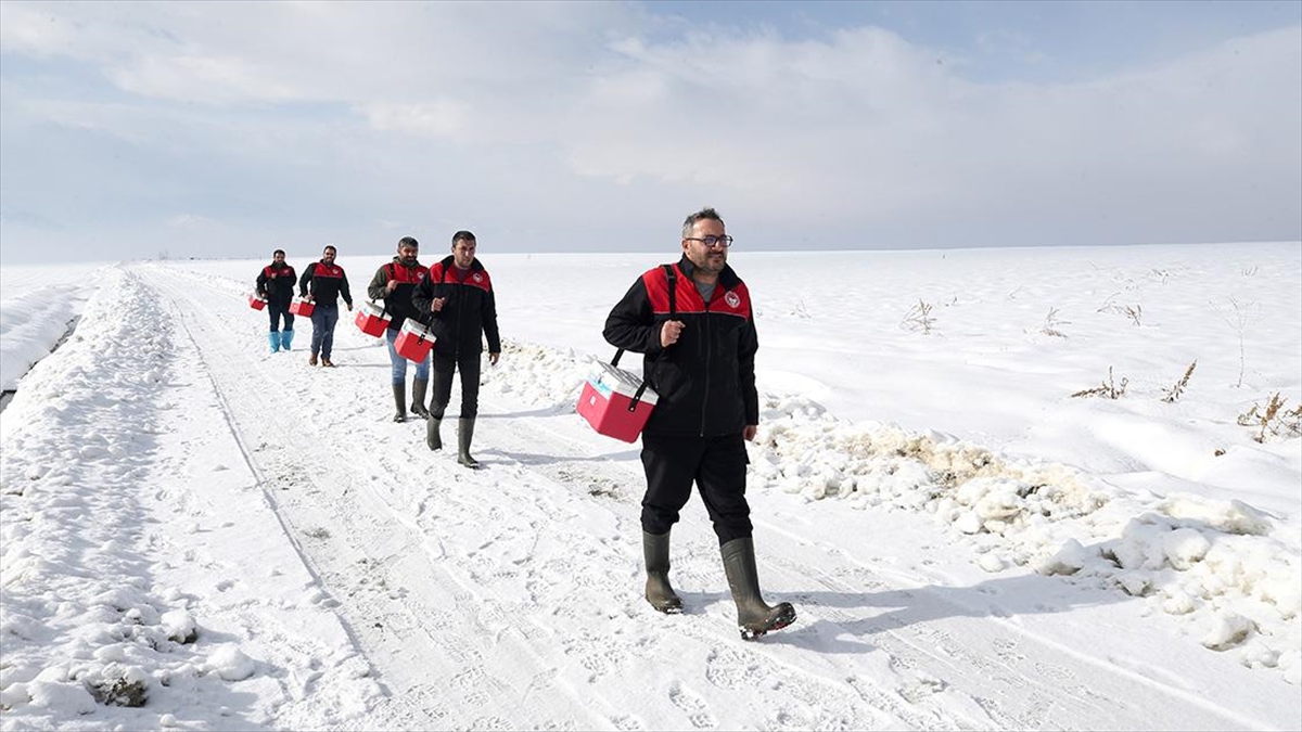 Muş’ta veteriner hekimler hayvanların sağlığı için karlı yolları aşıyor