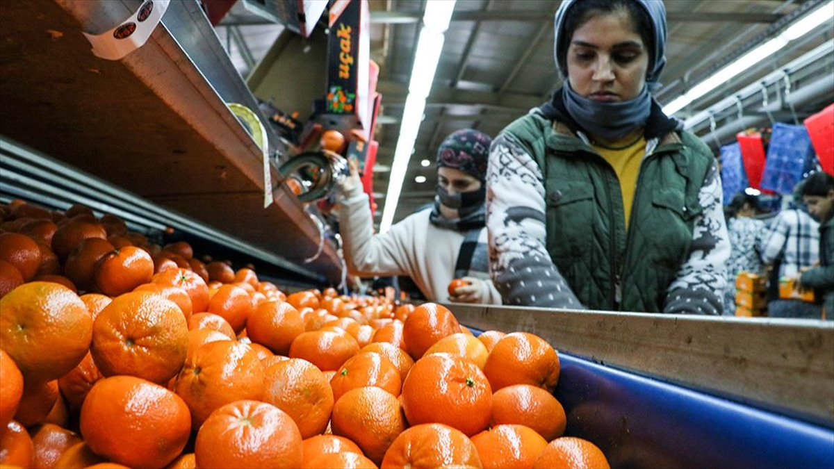 Narenciye ihracatı 2025’te Türkiye’ye 1 milyar 477 milyon 58 bin dolar kazandırdı