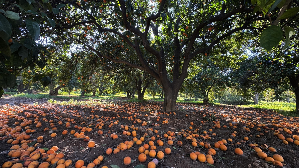 Narenciyenin gen merkezindeki “Turunç Yolu” görsel şölen sunuyor