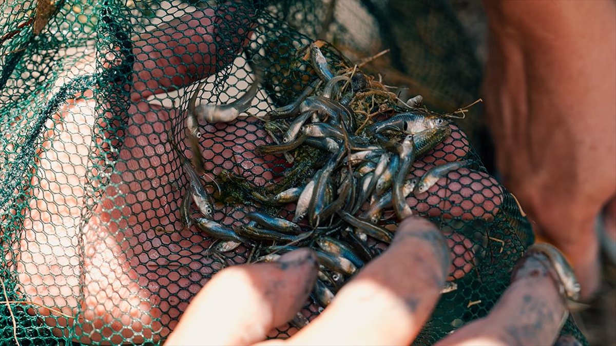 Nesli tükenme tehlikesi altındaki dişli sazancık balığı İstanbul Akvaryum’da koruma altında