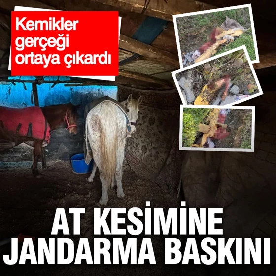 Otoyol kenarındaki kemiklerin sırrı çözüldü… Otoyol kenarındaki kemiklerin sırrı çözüldü…