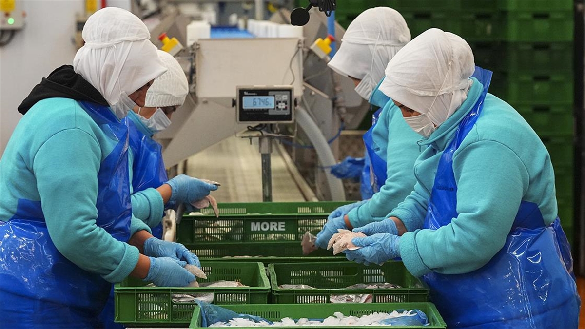 Su ürünleri ihracatının 3’te 2’ye yakını Egeli firmalardan Su ürünleri ihracatının 3’te 2’ye yakını Egeli firmalardan