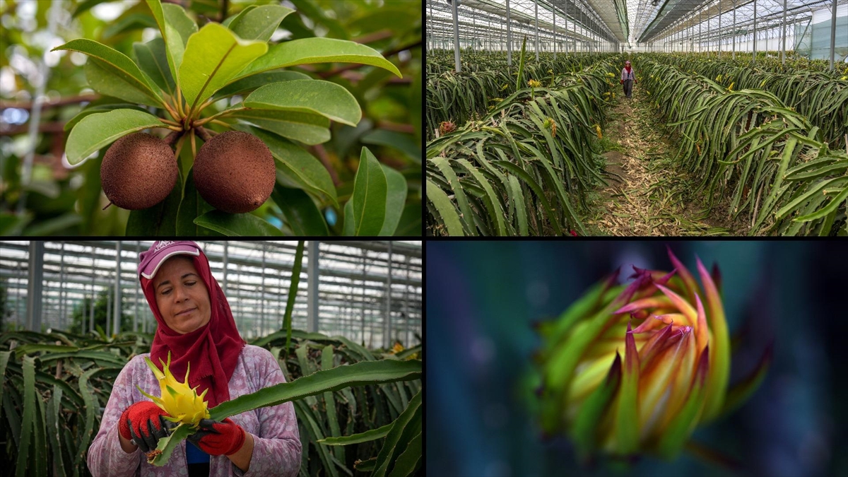 Tescillenen 8 tropikal meyve çeşidi Milli Çeşit Listesi’ne girdi
