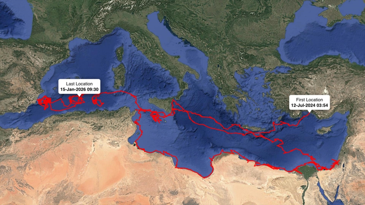 Uydudan izlenen caretta caretta “Gümüş” yaklaşık 24 bin kilometre katetti