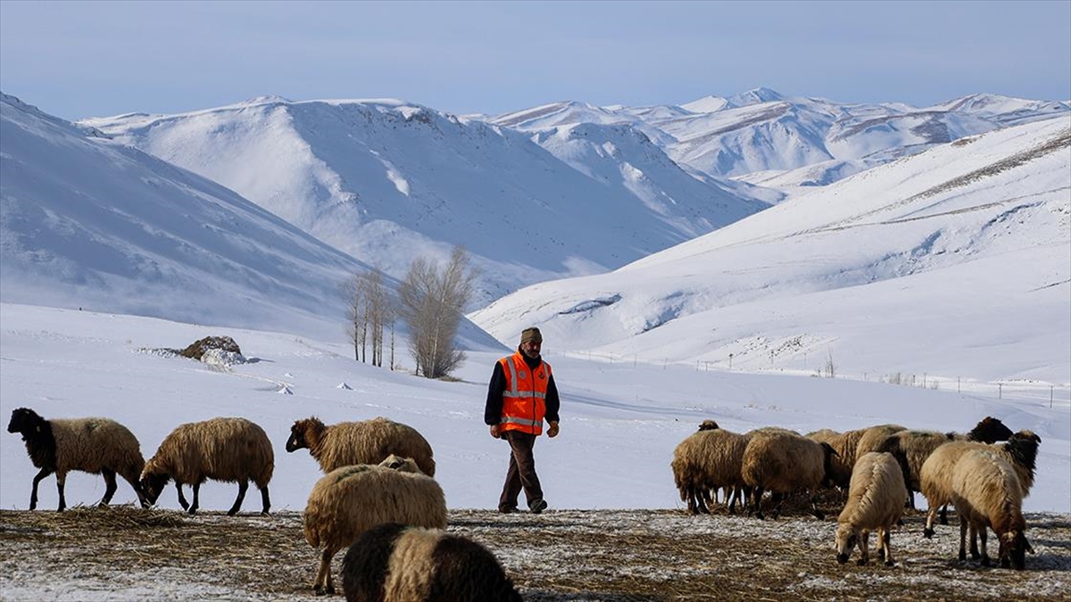 Van’da besiciler zorlu kış şartlarında hayvanlarının bakımını yapıyor