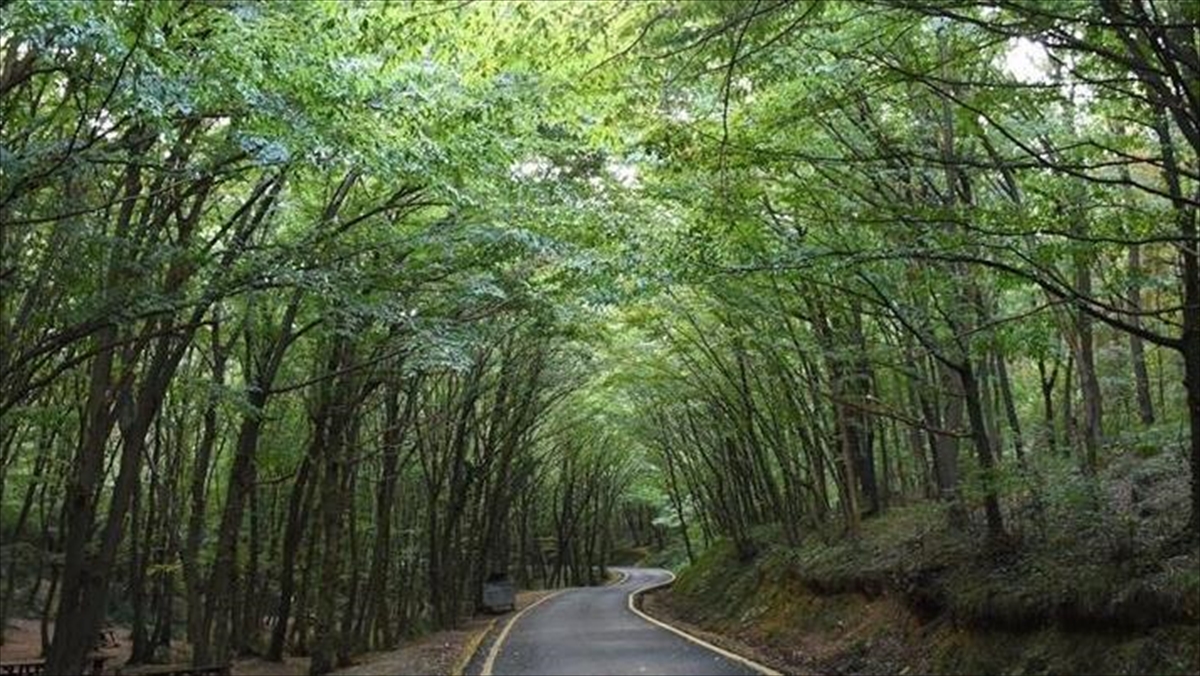 21 ilde bazı alanlar orman sınırları dışına çıkarıldı 21 ilde bazı alanlar orman sınırları dışına çıkarıldı