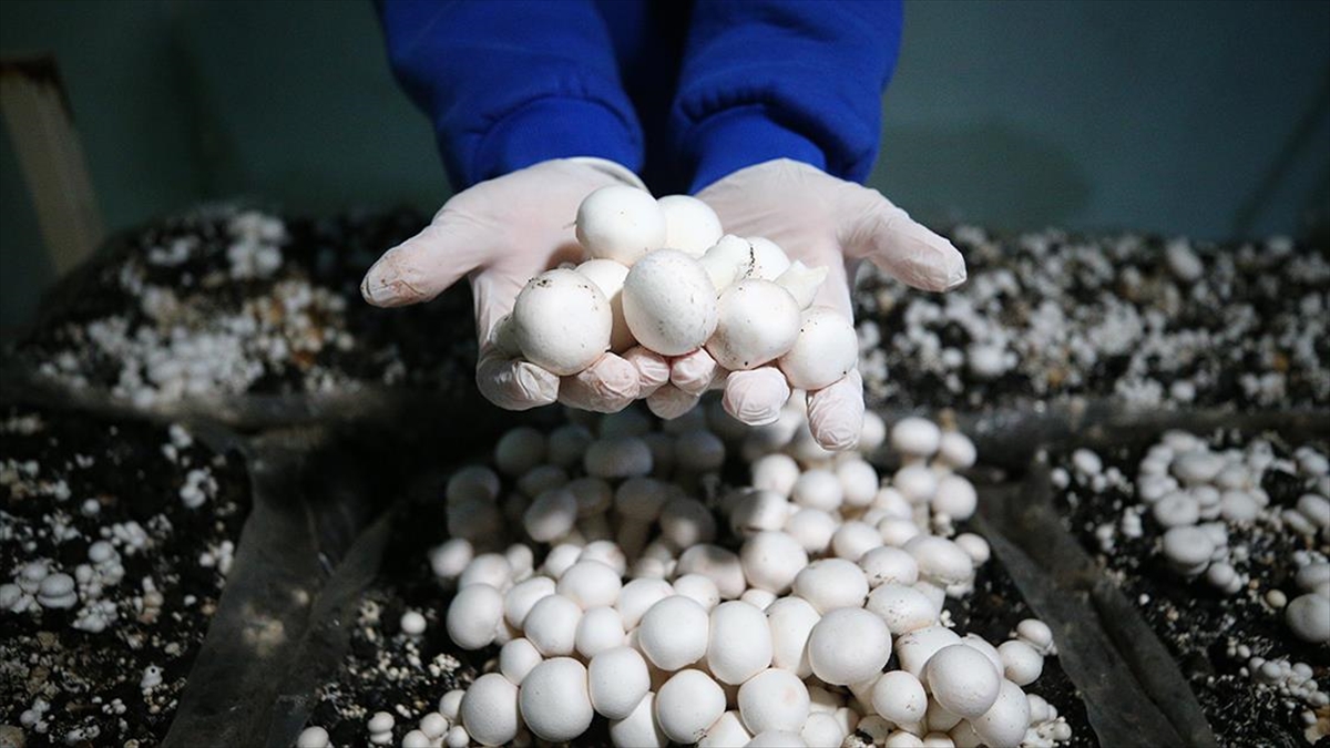 Adana’da liselilerin yetiştirdiği mantarlar okulun pansiyonunda tüketiliyor