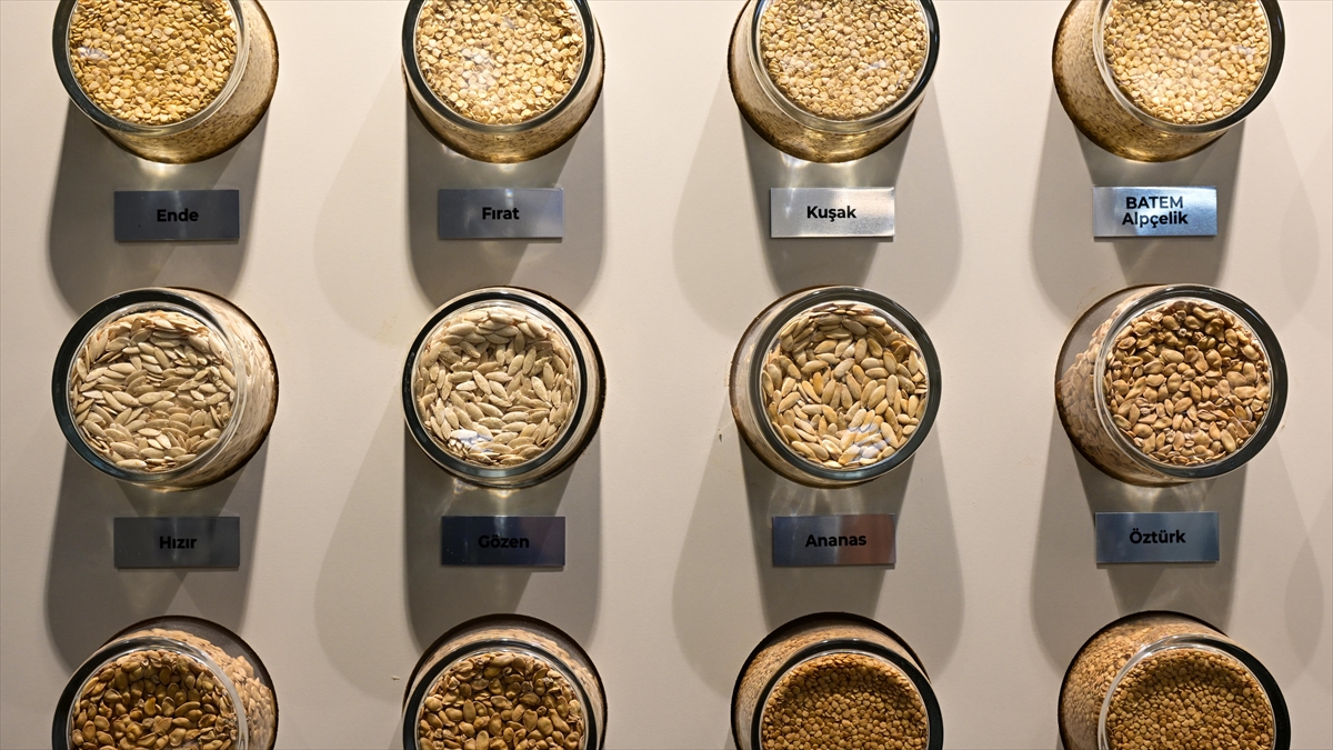 BATEM’in geliştirdiği sebze tohumları ihraç da ediliyor BATEM’in geliştirdiği sebze tohumları ihraç da ediliyor