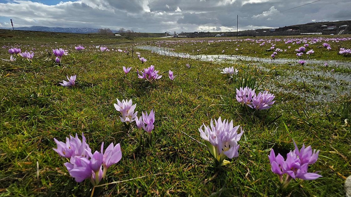 Bingöl’de baharın müjdecisi çiğdemler açtı Bingöl’de baharın müjdecisi çiğdemler açtı