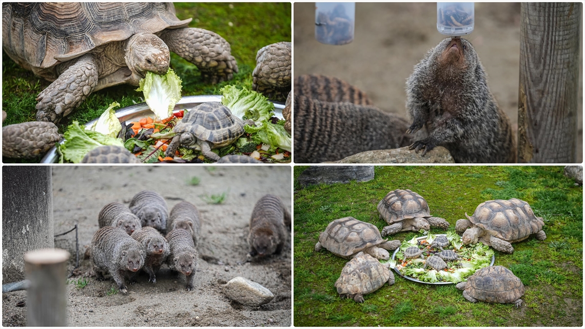 Bursa Hayvanat Bahçesi’nde sıcak iklim hayvanlarına kış bakımı