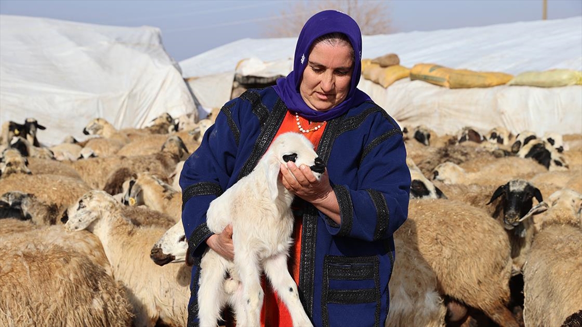 Deprem mağduru üretici, devlet yardımıyla hayvan sayısını artırdı
