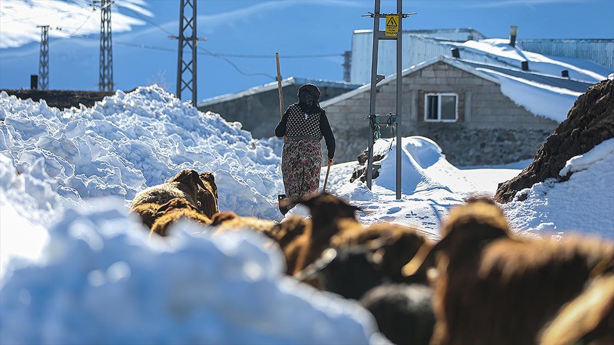 Erzurum’da besiciler kar ve dondurucu soğukla mücadele ediyor Erzurum’da besiciler kar ve dondurucu soğukla mücadele ediyor
