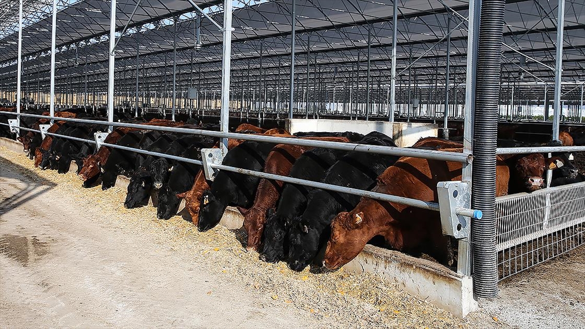 Et ve Süt Kurumundan besilik hayvanların teslimat süreçlerine ilişkin açıklama