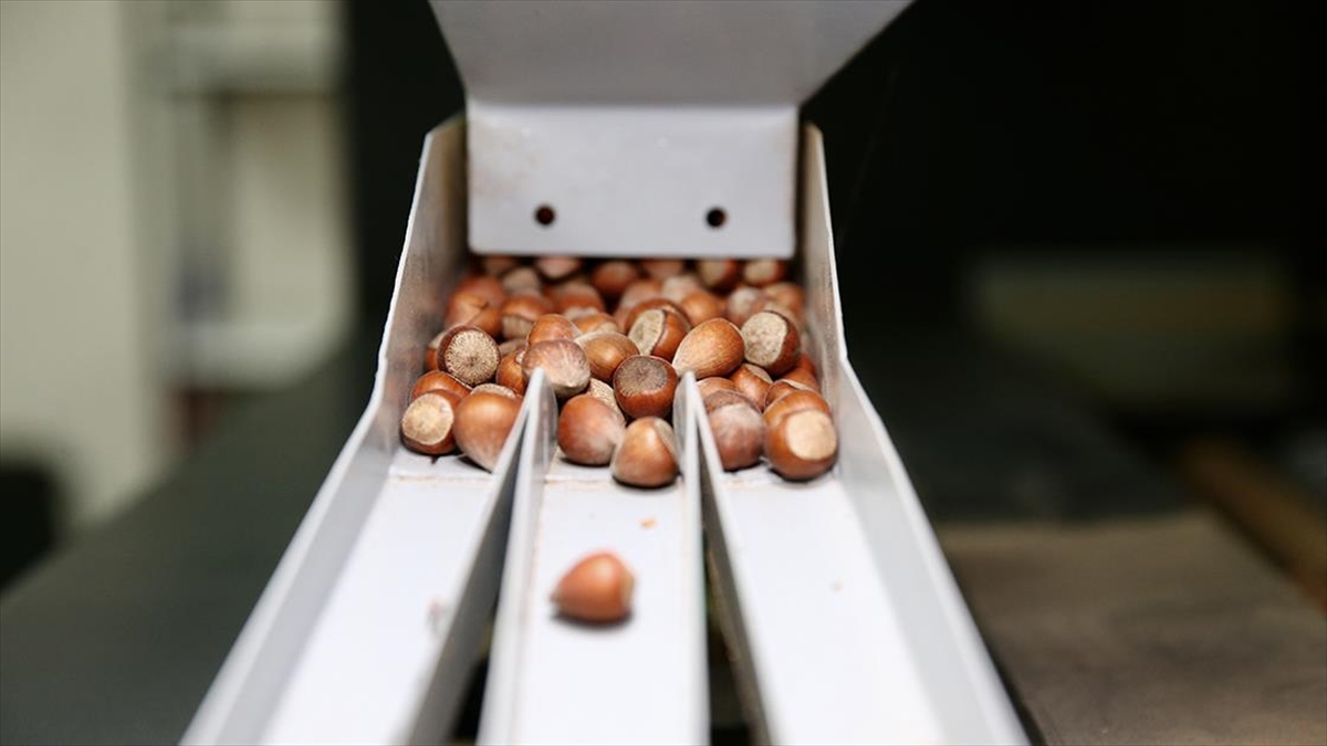 Fındık işleme tesisi için devlet desteği alan kadın, kendi işinin patronu oldu