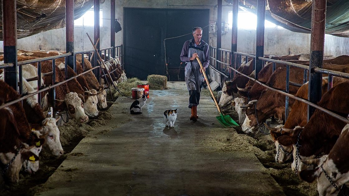 Hayvancılığı bırakacakken devlet desteğiyle eski ahırdan modern tesise adım attı