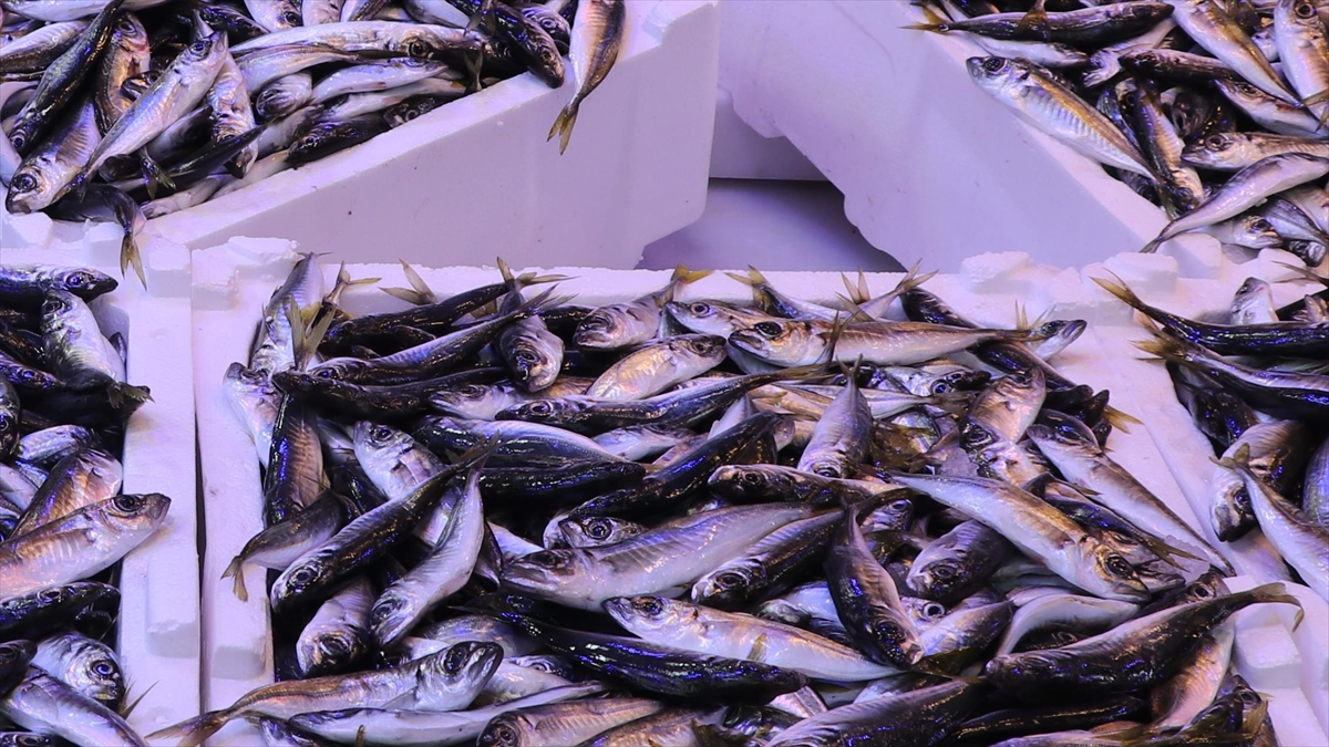 İstanbul’da ocak ayında istavrit hamsiden tahtını aldı