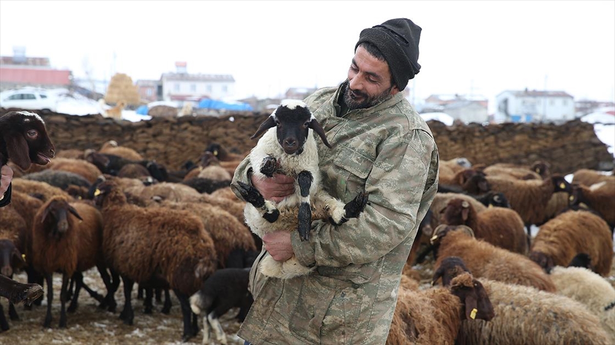 İzmir’de pastane işletirken Kars’taki köyüne dönen gurbetçi, devlet desteğiyle sürü sahibi oldu İzmir’de pastane işletirken Kars’taki köyüne dönen gurbetçi, devlet desteğiyle sürü sahibi oldu