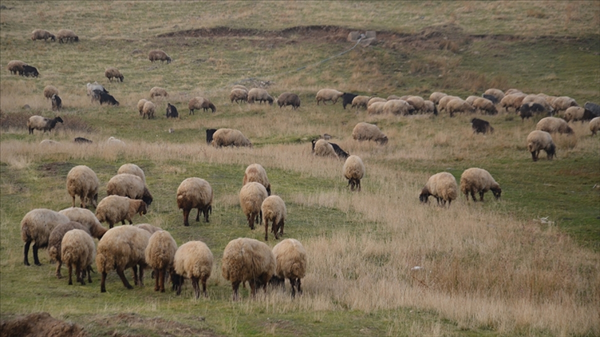 Küçükbaş hayvancılığa destek projesi yetiştiricilere “can suyu” olacak Küçükbaş hayvancılığa destek projesi yetiştiricilere “can suyu” olacak