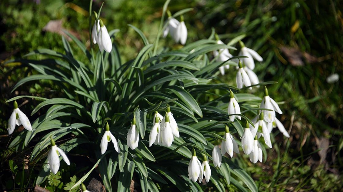 Küre Dağları’nda kardelenler sıcak hava nedeniyle erken karsız kaldı
