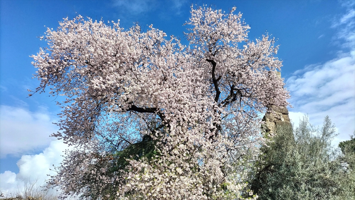 Manavgat’ta badem ağaçları çiçek açtı