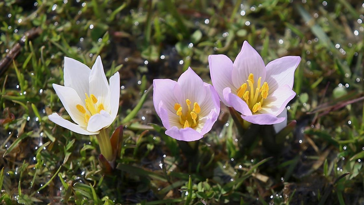 Muş Ovası’ndaki bazı araziler “baharın habercisi” çiğdemlerle renklendi