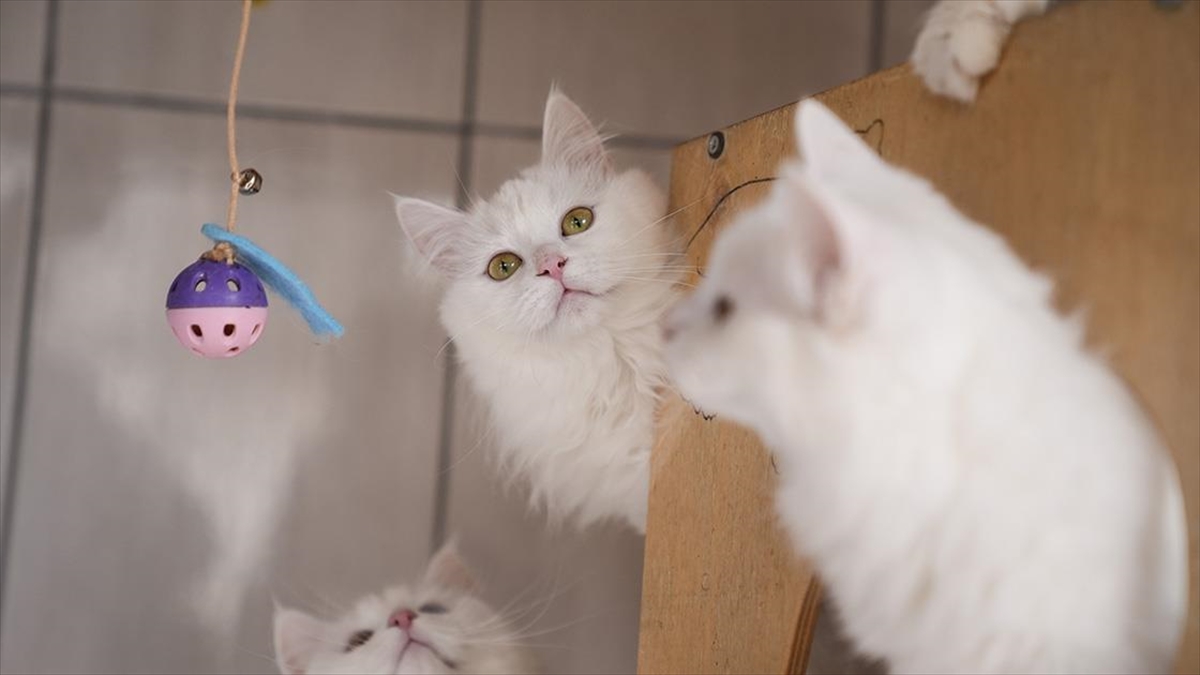 Nesli risk altındaki Ankara kedileri kendilerine özel kedi evinde korunuyor