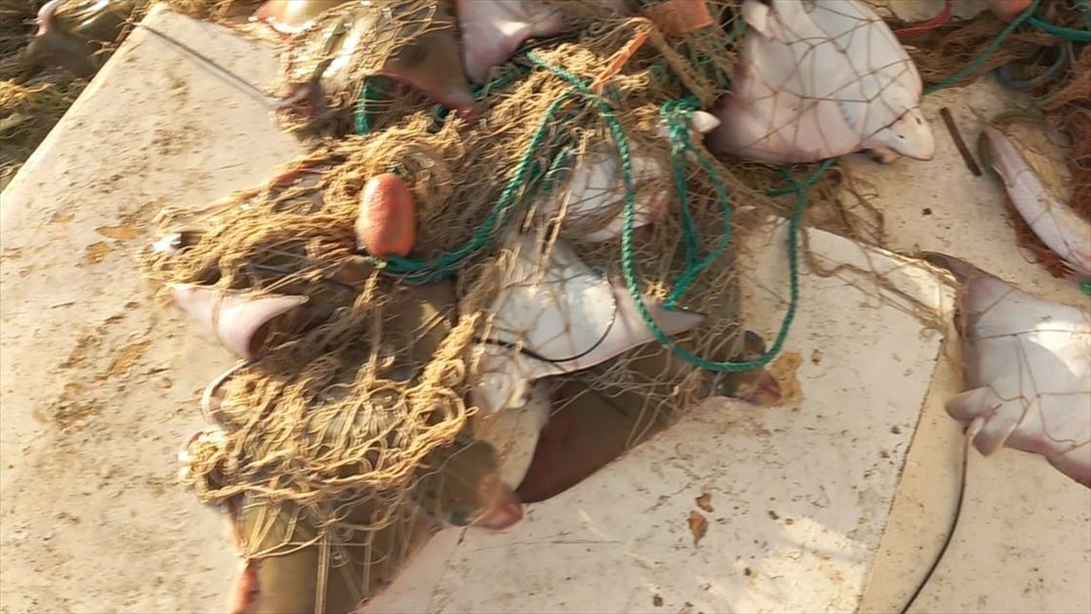 Nesli tehdit altındaki “boğa vatozu” Antalya’da sürü halinde ağa takıldı