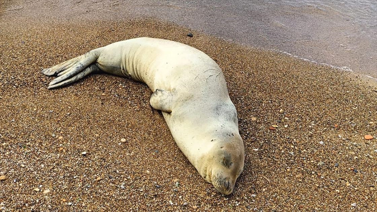 Plajlarda görülmeye başlanan Akdeniz foklarının “dinlenmelerine izin verin” uyarısı