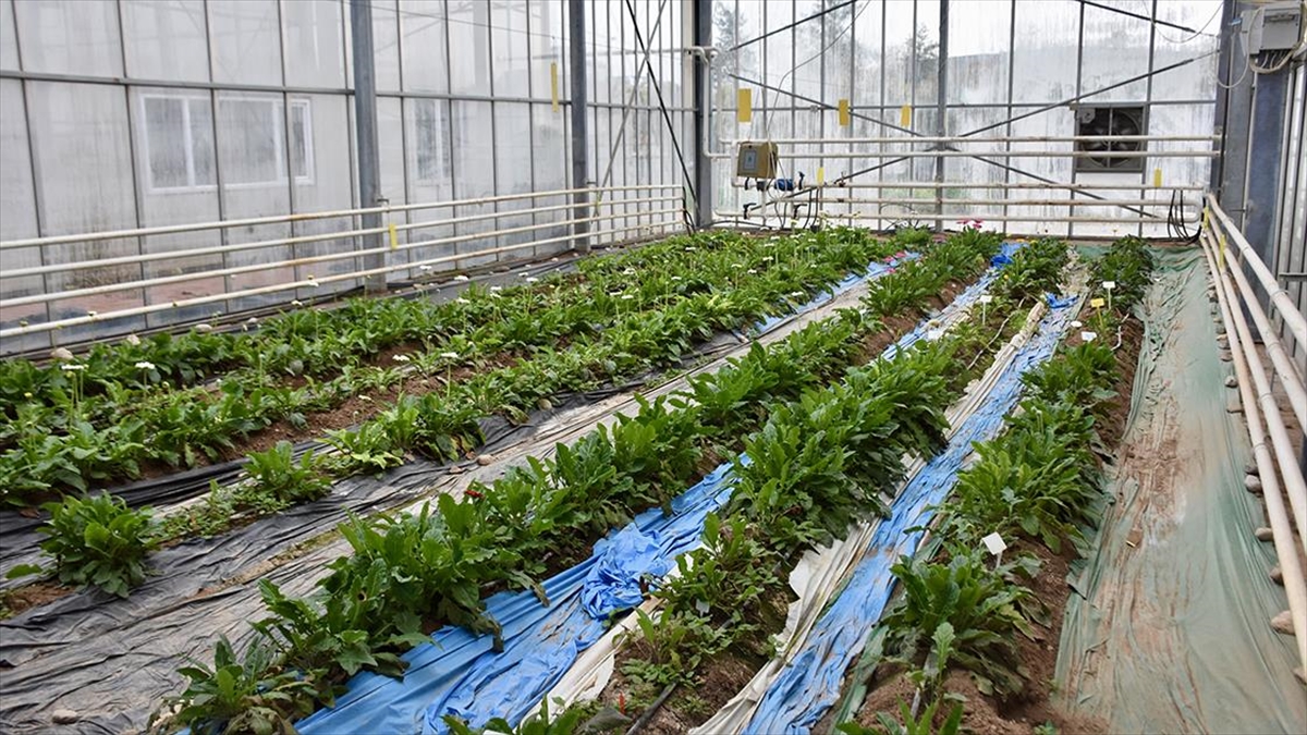 “Seralarda şeffaf panellerle enerji tasarrufu sağlanabilir” önerisi