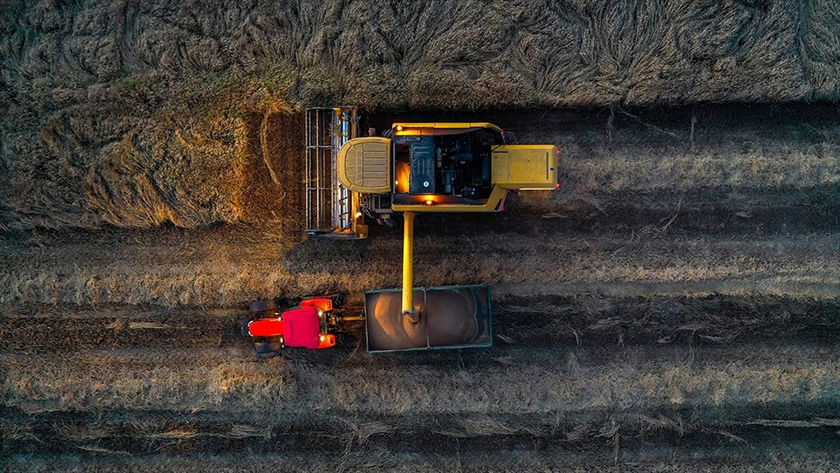 Son yağışlar buğdayda rekor üretim beklentisini büyüttü