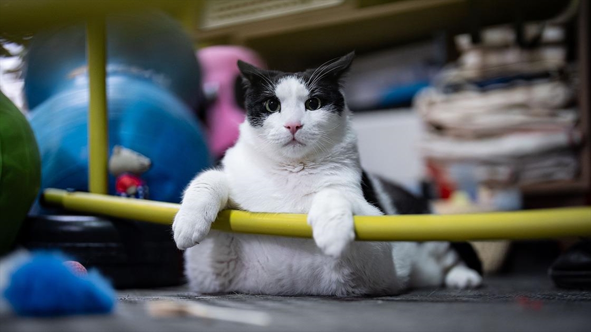 Tartıda yaklaşık 12 kiloyu gören kedi Boncuk, diyet ve pilatesle zayıflamaya çalışıyor