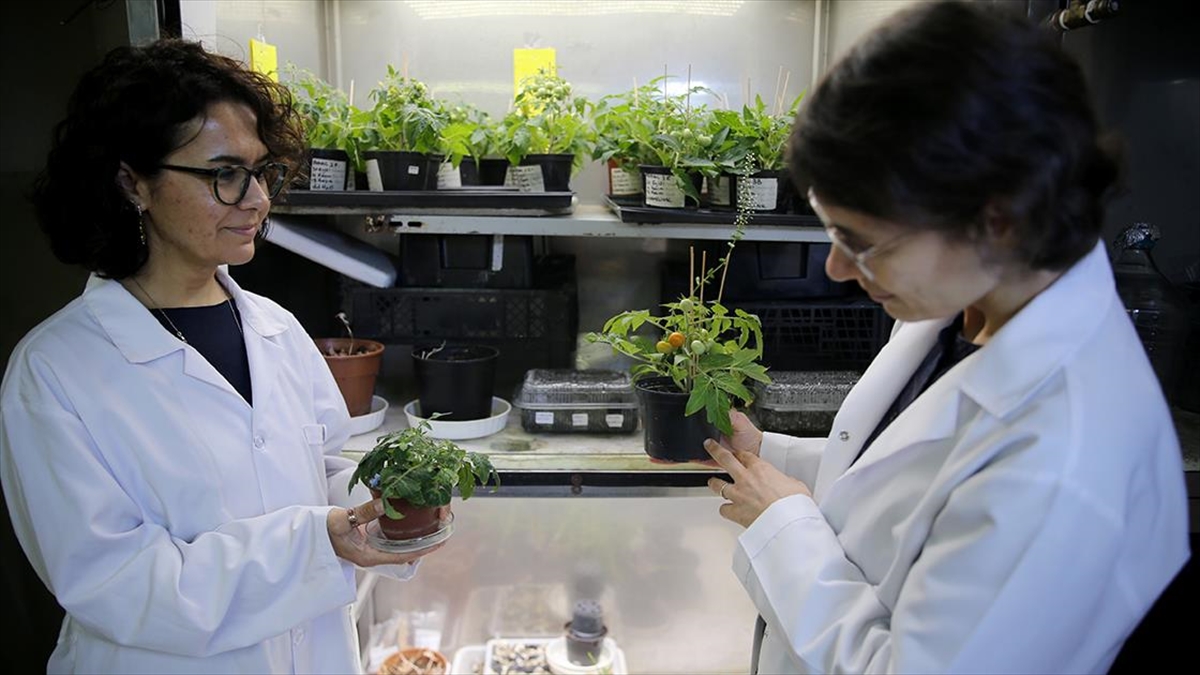 Türk bilim insanları, Ay ve Mars regolitleri benzerinde domates yetiştirdi