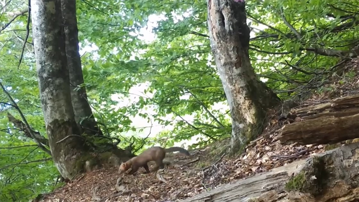 Uludağ’da yiyecek arayan sansar fotokapanla görüntülendi