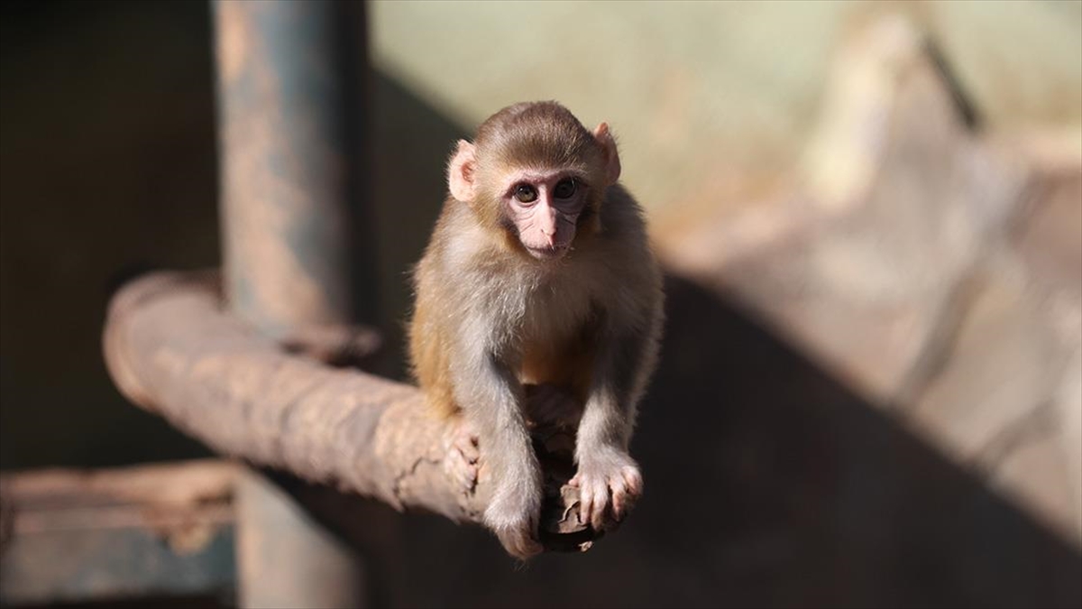 Uyuşturucu şüphelilerinin elinden kurtarılan maymun yavrusu, “yetimler barınağı”na yerleştirildi