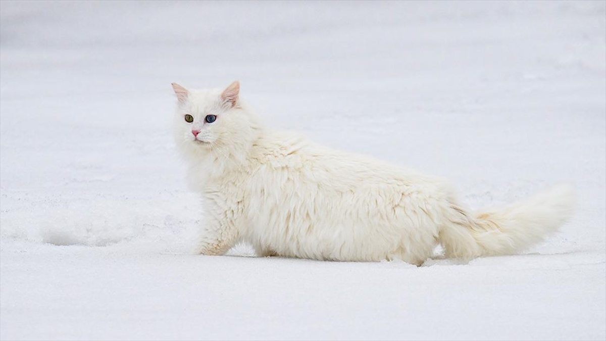 Van’da hedef orijinal Van kedisi yavru sayısını artırmak Van’da hedef orijinal Van kedisi yavru sayısını artırmak