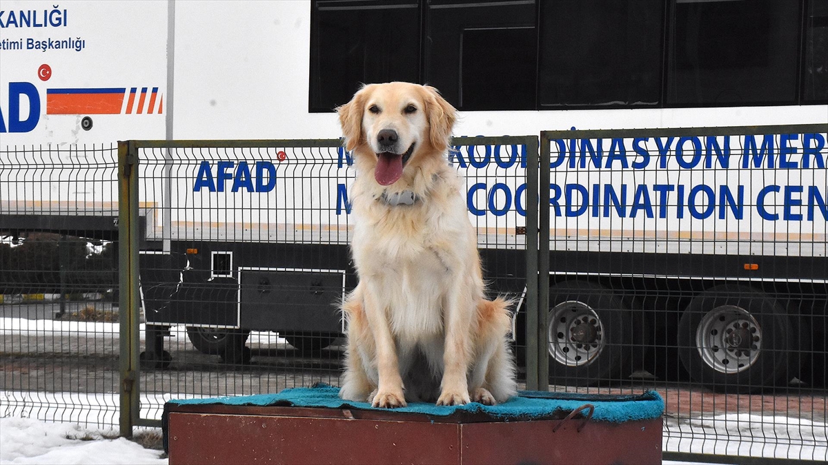 Yaralı patileriyle 6 kişiye umut olan “Köpük” eğitimlerle yeni görevlere hazırlanıyor