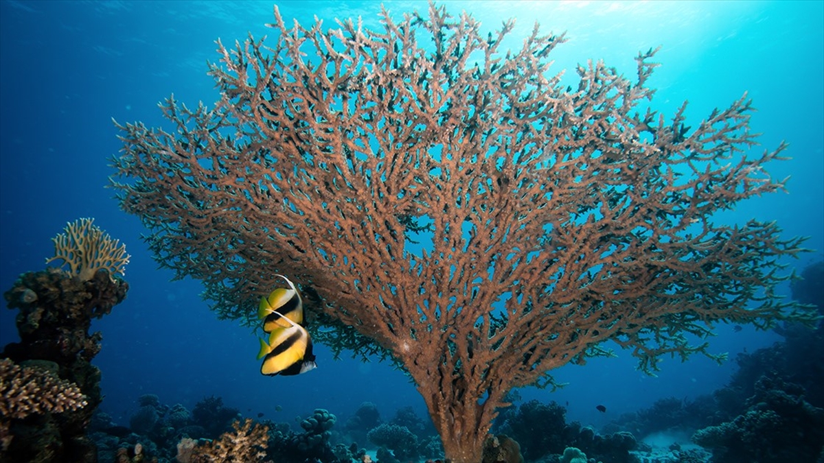 48 binden fazla canlı türü nesli tükenme tehlikesiyle karşı karşıya