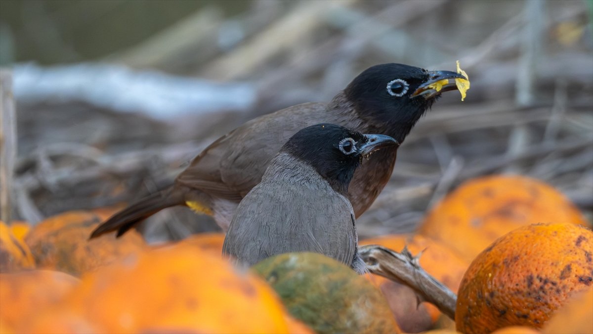 Adana’da ağaçlardan düşen narenciyelerle beslenen Arap bülbülleri görüntülendi