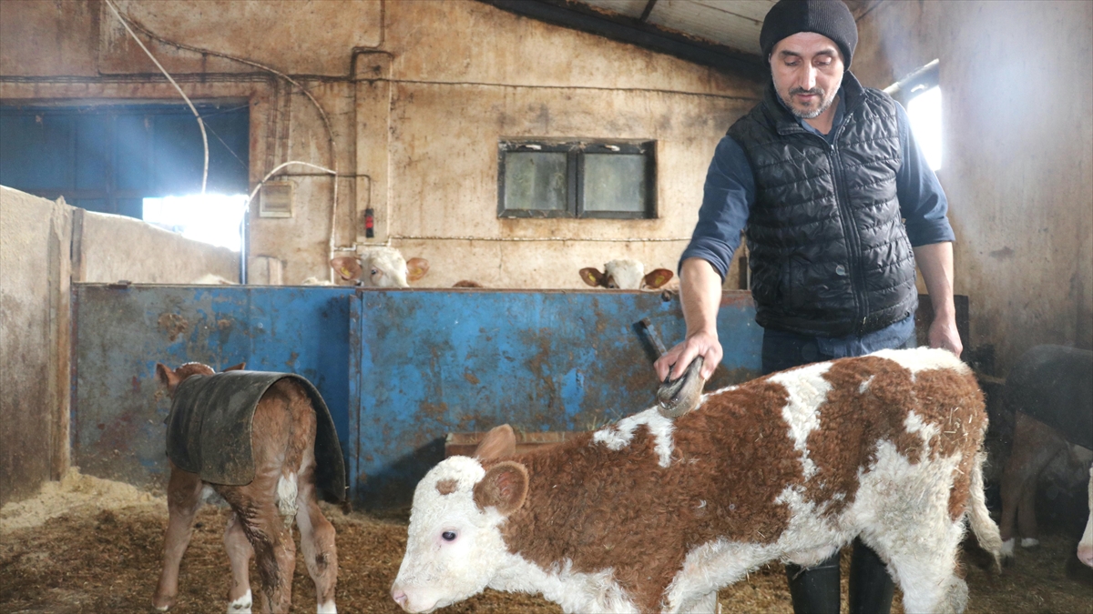Ağrı’da devlet desteğiyle ahır yapan çiftçi 140 büyükbaş hayvanın bakımını özenle yapıyor